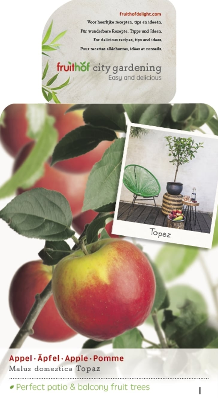 Malus d. 'Topaz' - C5 60-80 CM Patio